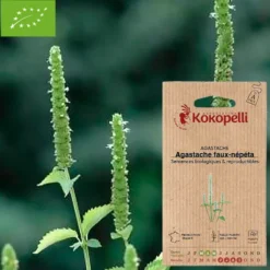 Agastache faux-népéta- graines bio à semer
