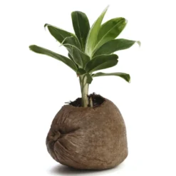 Aglaonema plante d'intérieur dans un pot en noix de coco