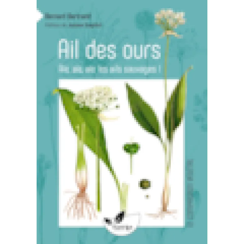 Ail des ours, les ails sauvages !