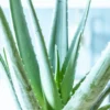 Aloe vera, plante d'intérieur d14