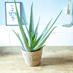 Aloe vera, plante d'intérieur d14