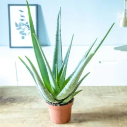 Aloe vera, plante d'intérieur d14