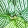 Anna calathea orbifolia sans cache pot