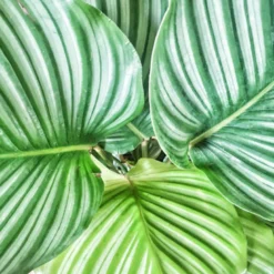 Anna calathea orbifolia sans cache pot