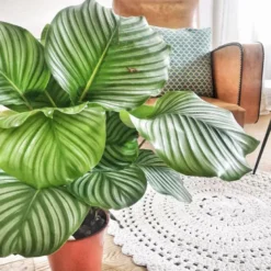 Anna calathea orbifolia sans cache pot