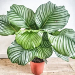 Anna calathea orbifolia sans cache pot