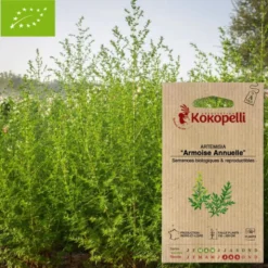 Artemisia armoise annuelle- graines bio à semer