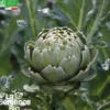 Artichaut impérial star bio