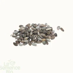 Artichaut impérial star bio