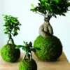 Atelier - kokedama - bordeaux