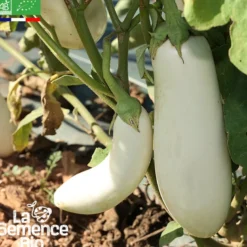Aubergine longue blanche bio