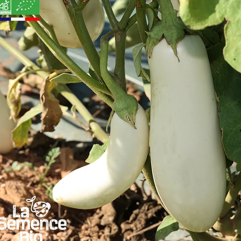 Aubergine longue blanche bio