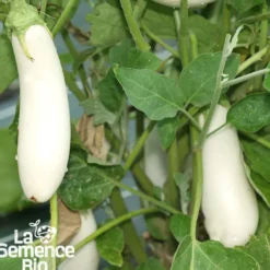 Aubergine longue blanche bio