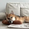 Baguette, jouet friandises pour chien