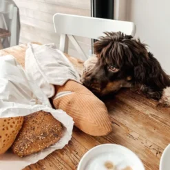 Baguette, jouet friandises pour chien