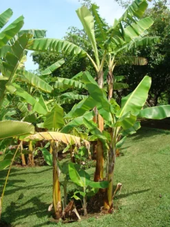 Bananier musa gran nain 15 l 140-160 cm