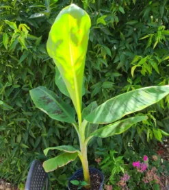 Bananier musa gran nain 15 l 140-160 cm
