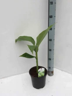 Bananier rustique sp. Sapporo 2 l 30-40 cm
