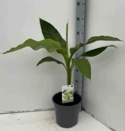 Bananier rustique sp. Sapporo 50 l 120-140 cm