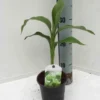 Bananier rustiquex hybridum 7 l 80-100 cm