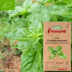 Basilic à feuilles moyennes- graines bio à semer