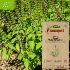 Basilic sacré tulsi- graines bio à semer