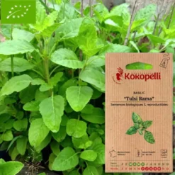 Basilic tulsi rama- graines bio à semer