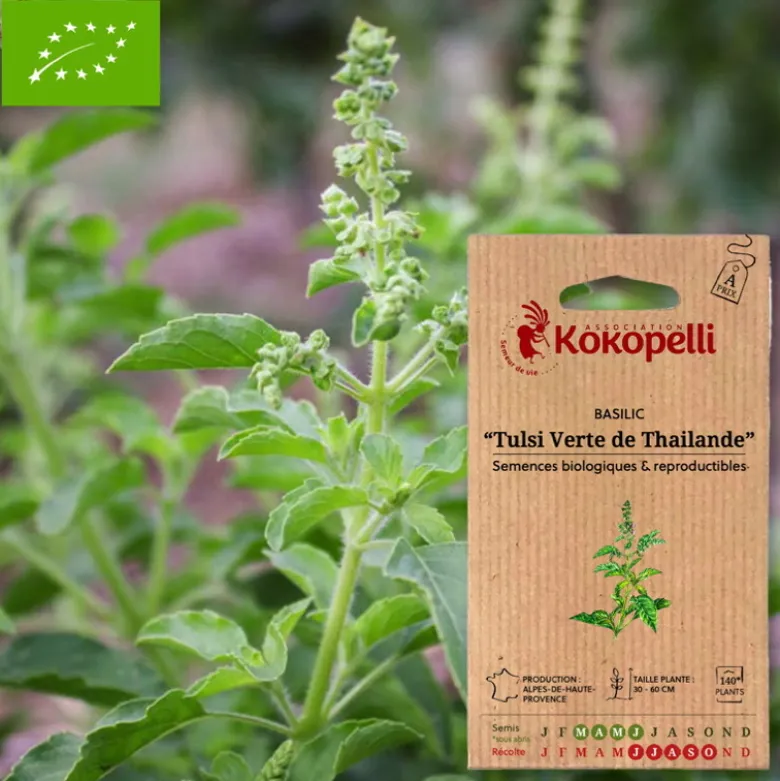 Basilic tulsi verte de thailande- graines bio à semer