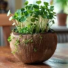 Bougie qui devient plante fleurtiaré