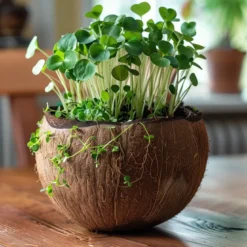 Bougie qui devient plante fleurtiaré