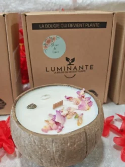 Bougie qui devient plante fleurtiaré