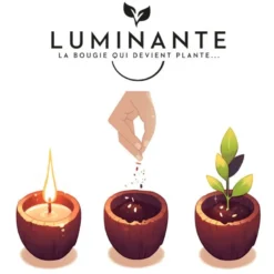 Bougie qui devient plante fleurtiaré