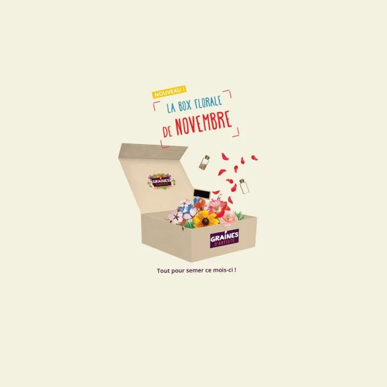 Box graines de fleurs de novembre