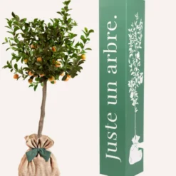 Calamondin - idée cadeau
