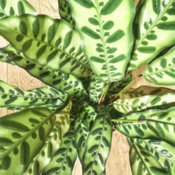 Calathea, plante tropicale + cache-pot