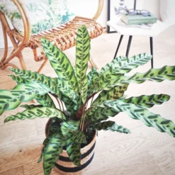 Calathea, plante tropicale + cache-pot