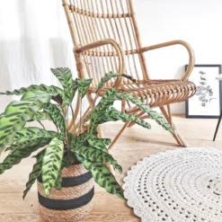 Calathea, plante tropicale originale