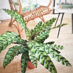 Calathea, plante tropicale originale