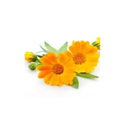 Calendula - macérât huileux bio 100ml