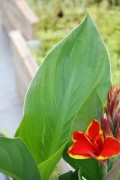 Canna red golden flame' taille du pot - en pot de 3 litres