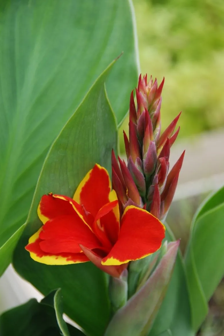 Canna red golden flame' taille du pot - en pot de 3 litres