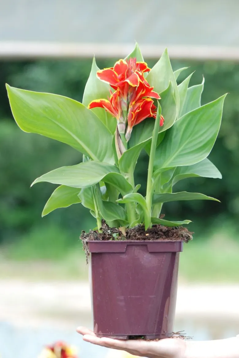 Canna red golden flame' taille du pot - en pot de 3 litres