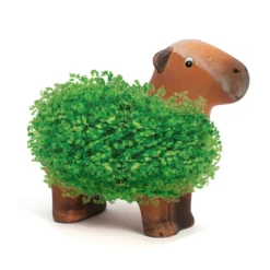 Capybara plante à faire pousser graines de chia Radis et Capucine