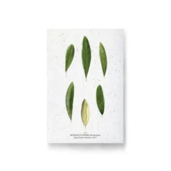 Carte à planter - feuilles d'olivier