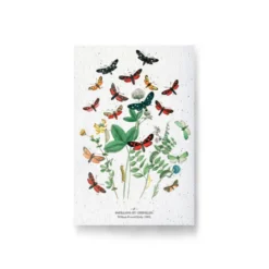 Carte à planter - papillons et chenilles