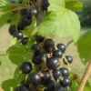Cassis 'blackdown' taille du pot - en pot de 1,5 litres