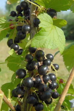 Cassis 'blackdown' taille du pot - en pot de 1,5 litres