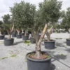 Ceratonia caroubier : 6 l 140-150 cm