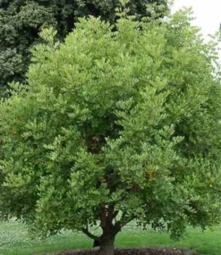 Ceratonia caroubier : 6 l 140-150 cm