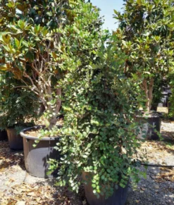 Ceratonia caroubier : 6 l 140-150 cm